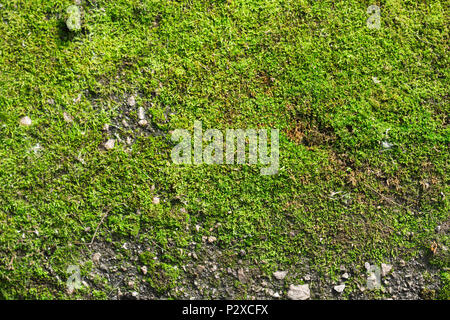 Texture of green moss. View from above Stock Photo