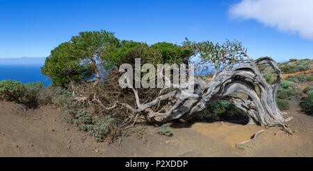 Sabinal Tree La Sabina, The Juniper tree, wind-shaped juniper tree growing in the ...