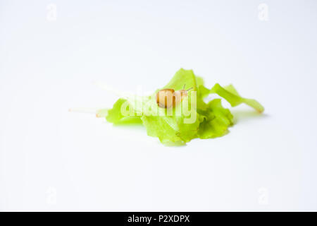 Tiny Snail moving around on white background Stock Photo
