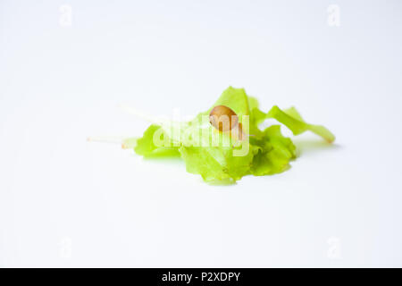 Tiny Snail moving around on white background Stock Photo