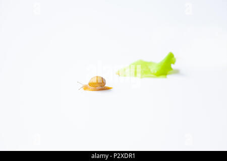 Tiny Snail moving around on white background Stock Photo
