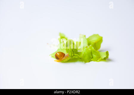 Tiny Snail moving around on white background Stock Photo