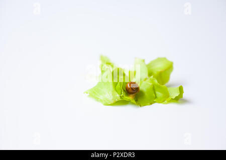 Tiny Snail moving around on white background Stock Photo