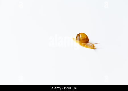 Tiny Snail moving around on white background Stock Photo