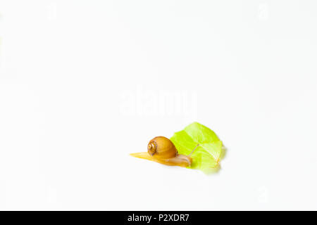 Tiny Snail moving around on white background Stock Photo