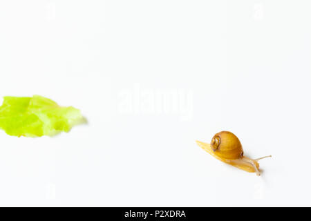 Tiny Snail moving around on white background Stock Photo