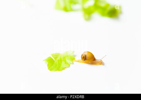 Tiny Snail moving around on white background Stock Photo