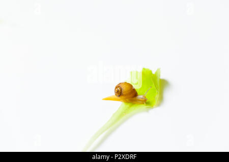 Tiny Snail moving around on white background Stock Photo