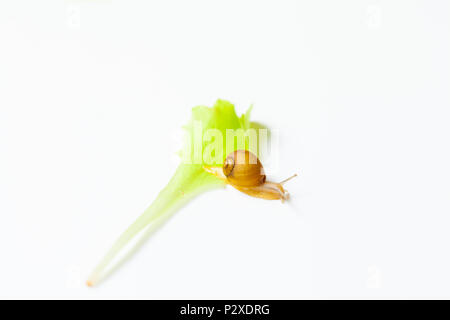 Tiny Snail moving around on white background Stock Photo