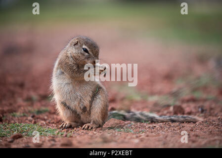 This lone African Ground squirrel has dropped its grass while busy eating, but looks like its dancing