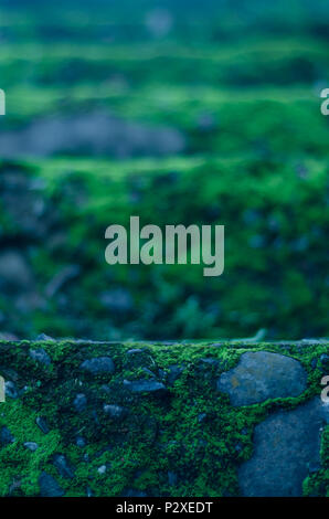 abstract background for graphics with forest green, very dark green and  dark sea green colors Stock Photo - Alamy
