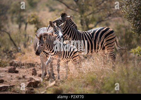 3 Zebras, including a foal, rest their heads on each other in the early morning  at Pilansberg Game Reserve, South Africa Stock Photo
