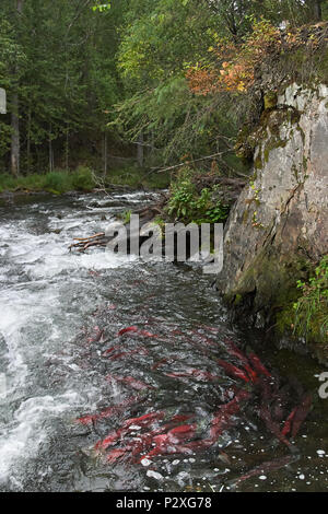 Russian River, Kenia Peninsula, Alaska with red saukeye salmon swimming upstream during the annual spawning run in forested rocky terrain Stock Photo