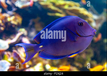 A coral reef fish of Blue tang (Acanthurus coeruleus), a surgeonfish with other names such as Atlantic blue tang, blue barber, blue doctor Stock Photo