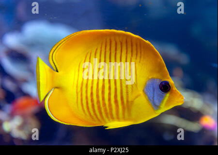 Blue-cheeked (Chaetodon semilarvatus), a species of butterflyfish of mostly yellow, with thin slate blue vertical lines on the sides Stock Photo