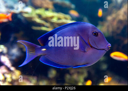 A coral reef fish of Blue tang (Acanthurus coeruleus), a surgeonfish with other names such as Atlantic blue tang, blue barber, blue doctor Stock Photo