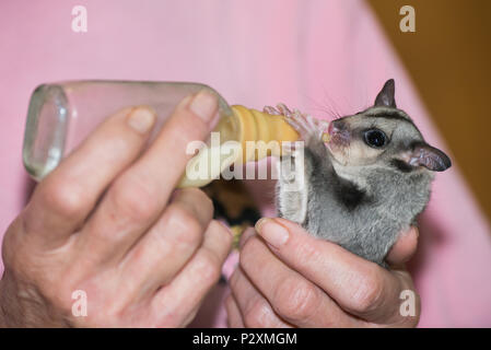 A rescued baby squirrel glider drinks its formula from a bottle at a wildlife rescue centre in Kuranda, Queensland. Stock Photo