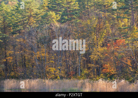 Goshiki-numa Five Colour Pond in Autumn, Urabandai, Fukushima, Japan Stock Photo