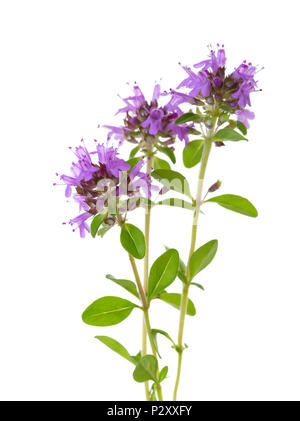 Three blooming sprigs of Wild Thyme (Thymus serpyllum) isolated on white background Stock Photo