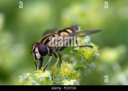 Closeup of a Sun Fly (Helophilus pendulus) on Alpine lady's mantle (Alchemilla alpina) Stock Photo