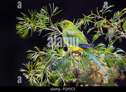 An critically endangered Orange Bellied Parrot at the Adelaide Zoo in South Australia, who run a captive breeding program for this imperiled species. Stock Photo