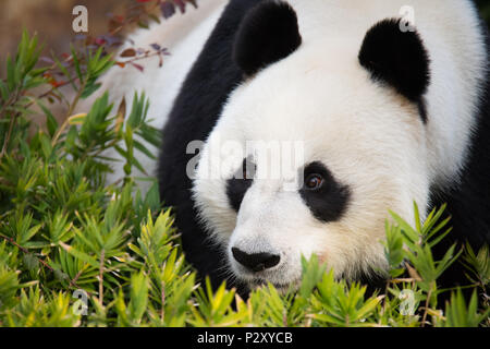 A Giant Panda at a zoo in South Australia, which is one of only two pandas on Australia.  Giant Pandas are vulnerable to extinction in the wild. Stock Photo