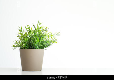 Fake artificial green potted plant in gray pot isolated against white background Stock Photo