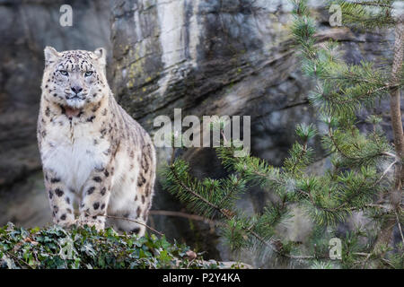 Adult snow leopard standing on rocky ledge Stock Photo