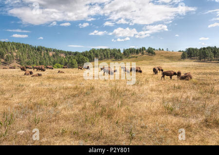 A herd of Bison lazily graze on the hills of Custer State Park in South Dakota.   Copr 2017 JMBailey Stock Photo