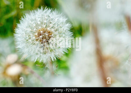 Dandelion seedhead (taraxacum officinale), close up of a single seedhead amongst many, showing detail of it's structure. Stock Photo