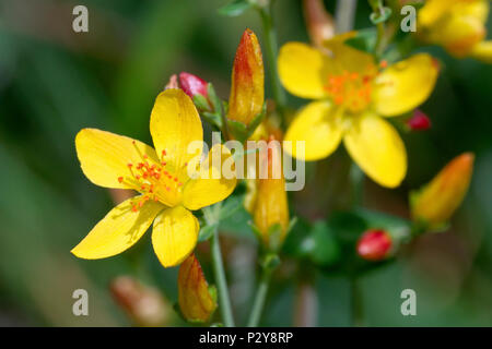 Slender St John's Wort (hypericum pulchrum), close up of a single flower with buds in background. Stock Photo