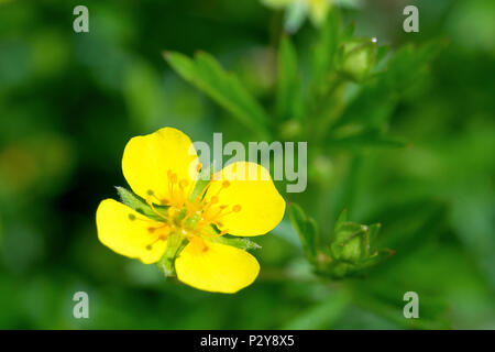 Tormentil (potentilla erecta), close up of a single flower with buds and leaves in background. Stock Photo