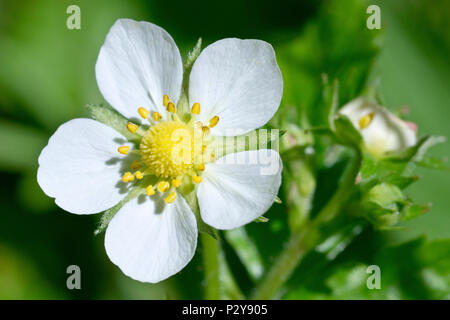 Wild Strawberry (fragaria vesca), close up of a single flower showing detail. Stock Photo