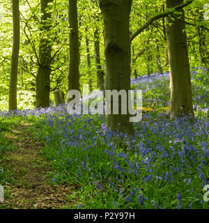 Dappled sunlight, path, beautiful colourful blue carpet of flowering bluebells & forest trees - Middleton Woods, Ilkley, West Yorkshire, England, UK. Stock Photo