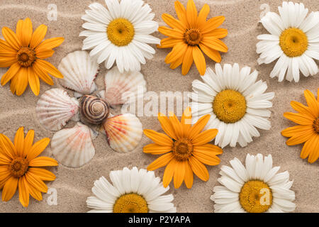 Conceptual daisy made of seashells among the daisies, lying on the sand. View from above Stock Photo