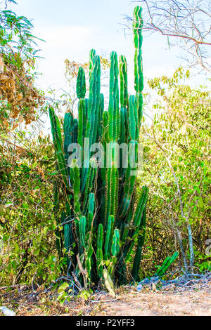Group of cactuses or cacty in wild nature of Cambodia Stock Photo