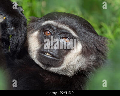 The Agile gibbon Hylobates agilis portrait captive mammal Stock Photo