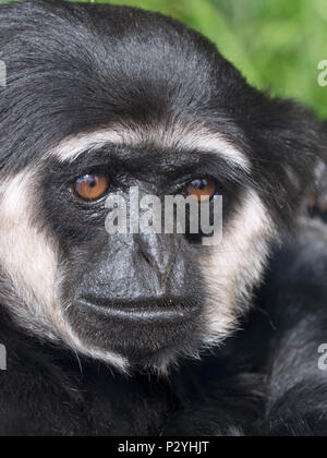 The Agile gibbon Hylobates agilis portrait captive mammal Stock Photo