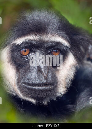 The Agile gibbon Hylobates agilis portrait captive mammal Stock Photo