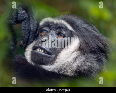 The Agile gibbon Hylobates agilis portrait captive mammal Stock Photo