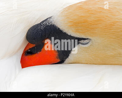 Mute Swan Cygnus olar adult male sleeping Stock Photo