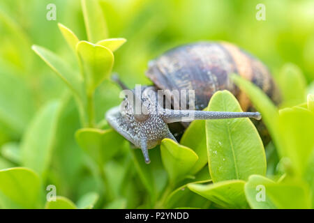Garden snail (Cornu aspersum) on Box hedging Stock Photo
