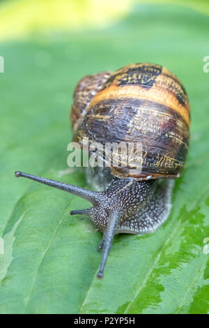 Garden snail (Cornu aspersum) on Hoster leaves. Stock Photo