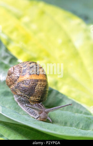 Garden snail (Cornu aspersum) on Hoster leaves. Stock Photo