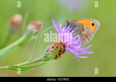 Small Heath - Coenonympha pamphilus, beautiful brown and orange butterfly from Europe and North Africa. Stock Photo