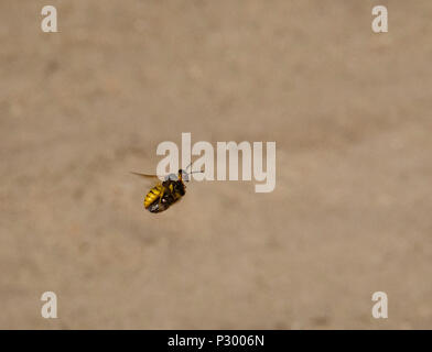 A Beewolf (Bee Wolf) predatory wasp makes of with its Honey Bee prey at Reigate Heath, Surrey Stock Photo