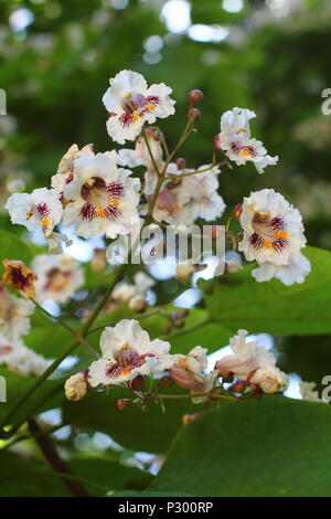 Lavish foxglove tree blossom close up. Stock Photo