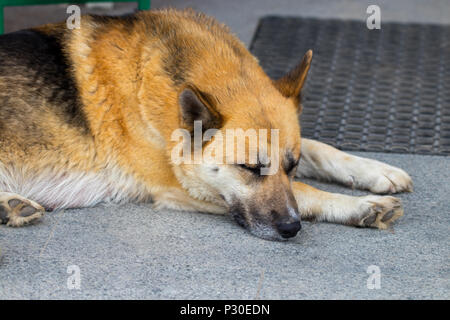 https://l450v.alamy.com/450v/p30edn/german-shepherd-dog-the-lying-on-the-front-porch-of-a-home-p30edn.jpg