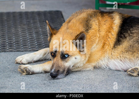 https://l450v.alamy.com/450v/p30edx/german-shepherd-dog-the-lying-on-the-front-porch-of-a-home-p30edx.jpg