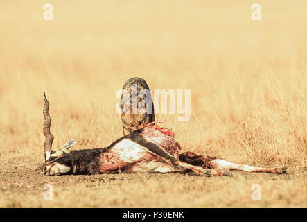 Indian Jackal, (Canis aureus indicus) also known as Golden Jackal, (Canis aureus),feeding on Indian Blackbuck, Velavadar, Gujarat, India Stock Photo